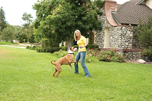 Stay+Play Wireless Receiver Collar Blk