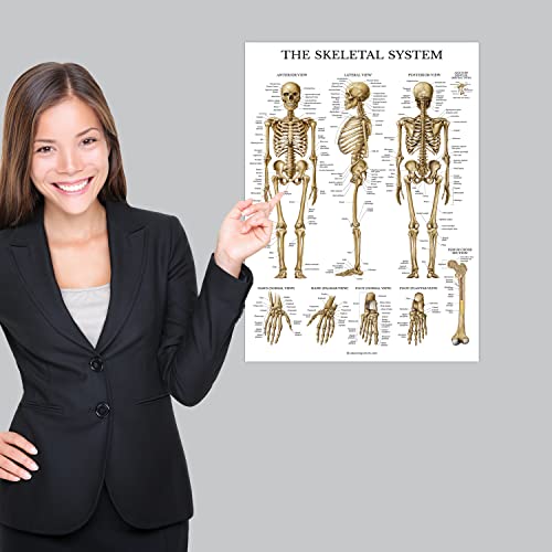 4 Pack - Anatomical Poster Set - Laminated - Muscular, Skeletal, Ligaments of the Joints, Anatomy of the Spine - Anatomy Chart Set (LAMINATED, 18” x 24”)