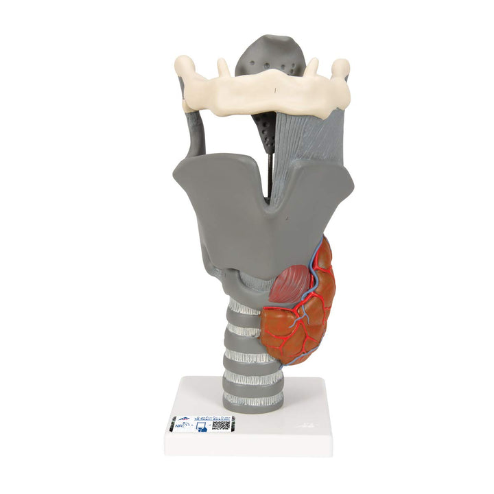 G20 Functional Larynx 2.5x life size - 3B Smart Anatomy