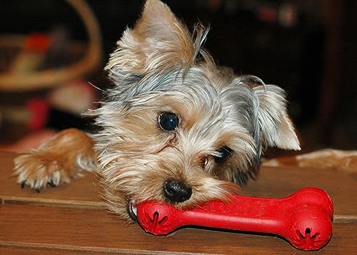 Goodie Bone - Classic Durable Natural Rubber Dog Bone, Supports Mental Engagement - Treat Dispensing - Red - for Medium Dogs