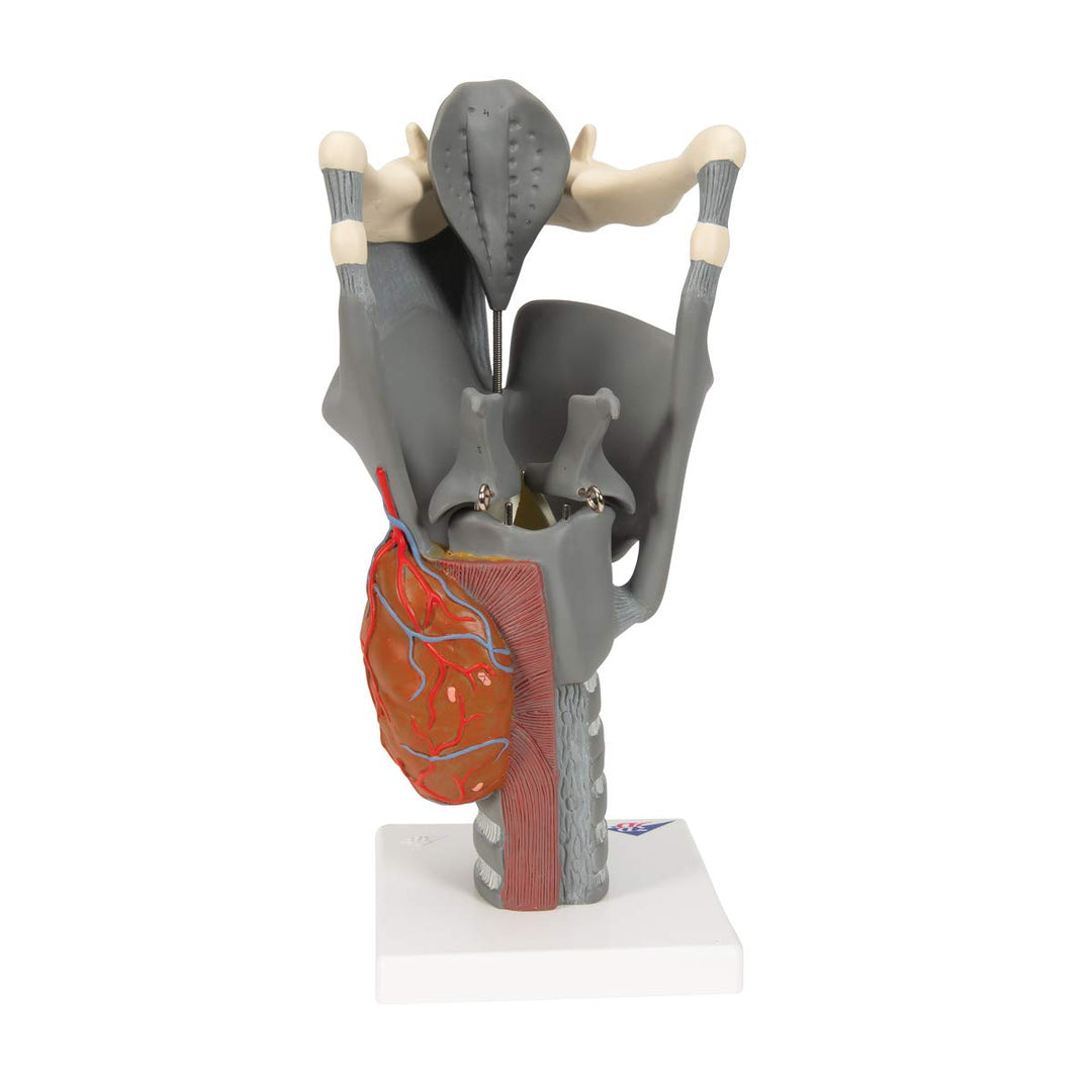G20 Functional Larynx 2.5x life size - 3B Smart Anatomy