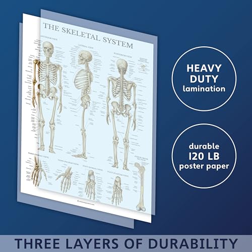 3 Pack - Muscle + Skeleton + Nervous System Anatomy Poster Set - Muscular and Skeletal System Anatomical Charts - Laminated 18 x 24