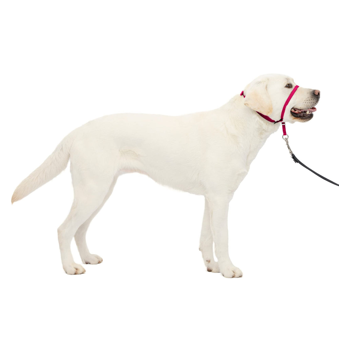 Gentle Leader No-Pull Dog Headcollar - The Ultimate Solution to Pulling - Redirects Your Dog's Pulling for Easier Walks - Helps You Regain Control - Large, Raspberry Pink