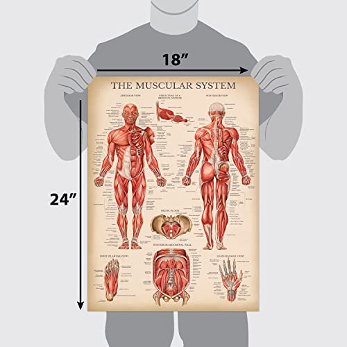Vintage Muscular System Anatomical Chart - Human Muscle Anatomy Poster (LAMINATED, 18 x 24)