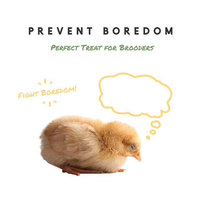 Chick Supplies Treat | Chick Brooder Chick Stick | Chicken Coop Accessories | Chick Starter Kit | 15 oz