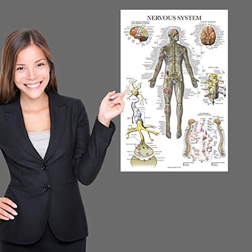 3 Pack - Muscle + Skeleton + Nervous System Anatomy Poster Set - Muscular and Skeletal System Anatomical Charts - Laminated 18 x 24