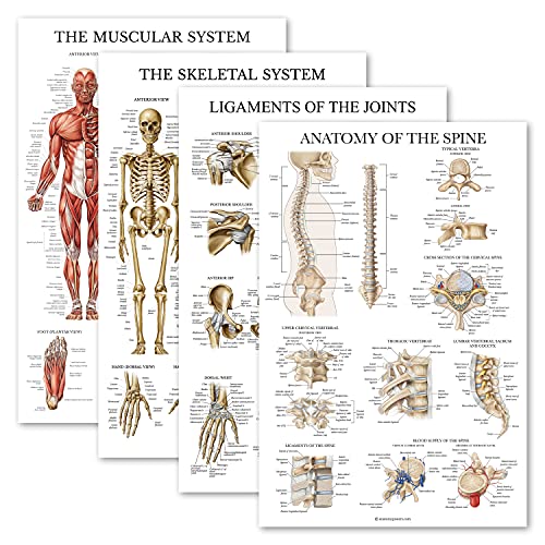 4 Pack - Anatomical Poster Set - Laminated - Muscular, Skeletal, Ligaments of the Joints, Anatomy of the Spine - Anatomy Chart Set (LAMINATED, 18” x 24”)