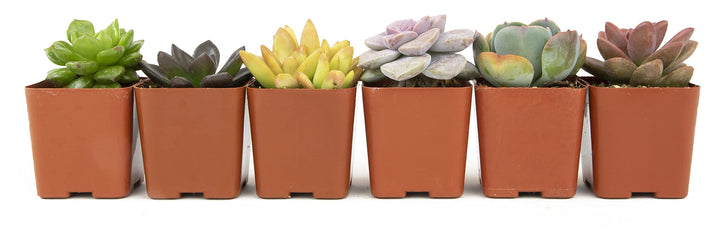 Succulents Plants Live (6PK) Potted Succulent Plants Live House Plants, Cactus Plants Live Plants Indoor Plants Live Houseplants, Indoor Plant Succulents Live Plant House Plant