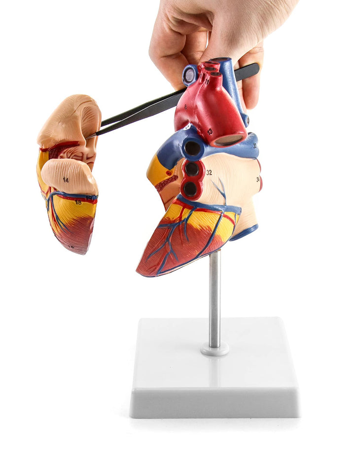 Human Heart Model, Anatomically Accurate Numbered 2-Part Life Size Heart Medical Model with 34 Anatomical Structures, Held Together with Magnets on Base