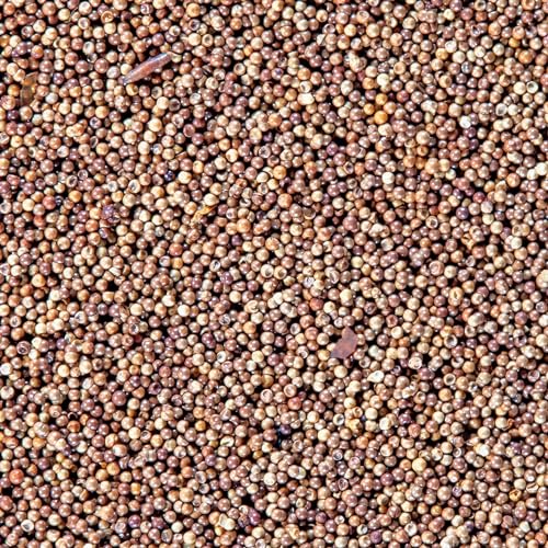 Brine Shrimp Eggs Vial 0.2-Ounces (6 Grams) | Excellent Food Source Baby Aquarium Fish, Freshwater, Reef & Saltwater Marine Tank Hatchery Fry