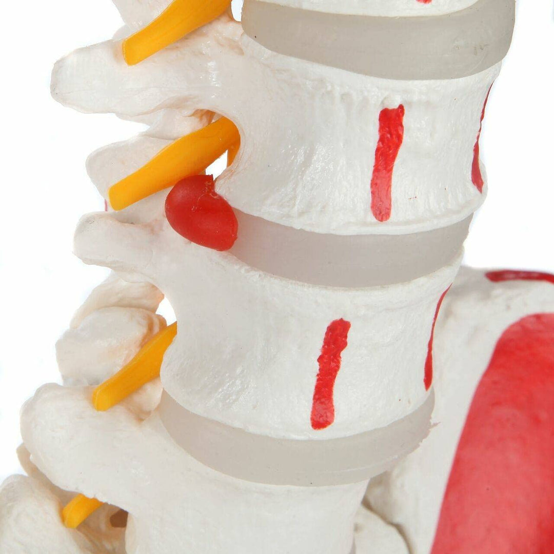 Cranstein Scientific S24.3117 Spinal Column With Muscle Painting