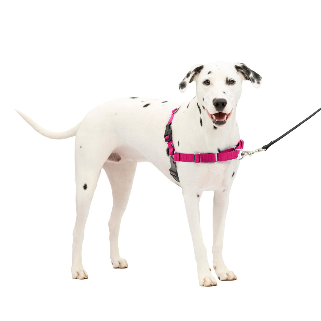 Easy Walk No-Pull Dog Harness - The Ultimate Harness to Help Stop Pulling - Take Control & Teach Better Leash Manners - Helps Prevent Pets Pulling on Walks, Medium/Large, Raspberry/Gray