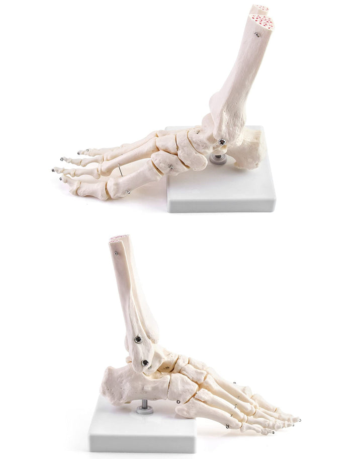 Human Foot Skeleton Model, Life Size Medical Anatomy Foot and Ankle Model, Right, Fully Articulated, for Medical Study & Science Classroom