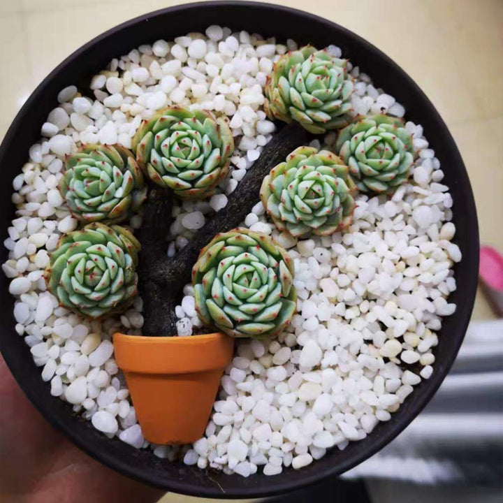 Mini Terracotta Pots with Drainage Holes - 1.5 inches Tiny Clay Nursery Pots for Indoor/Outdoor Mini Plant, DIY Crafts, Wedding Favors(10 Pack)