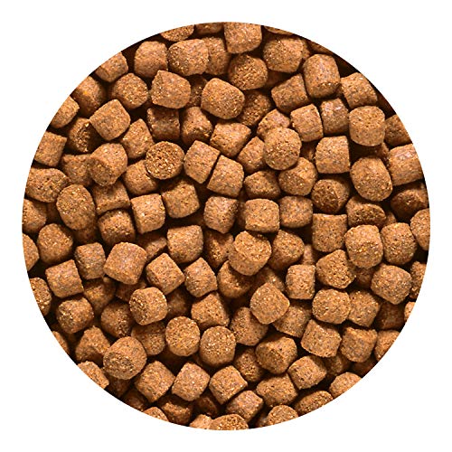 2.2-Pound Sinking Cichlid Gold Pellets for Pets, Medium