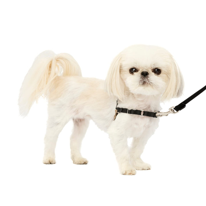 Easy Walk No-Pull Dog Harness - The Ultimate Harness to Help Stop Pulling - Take Control & Teach Better Leash Manners - Helps Prevent Pets Pulling on Walks, Petite, Black/Silver