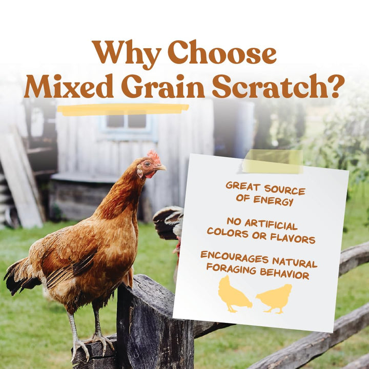 Ultimate Scratch Grains for Chickens | Rich in nutrients | 10 LB