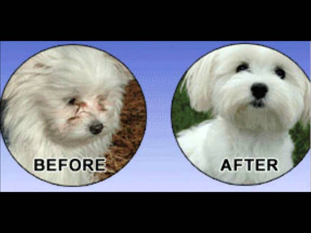 ANGELS' EYES Natural Tear Stain Prevention Sweet Potato Powder for Dogs | All Breeds | No Wheat No Corn | Daily Support for Eye Health | Proprietary Formula |Limited Ingredients | Vegetarian | 75g