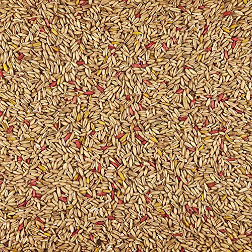 Oat Groats Treat Jar- All Pet Birds 11 oz