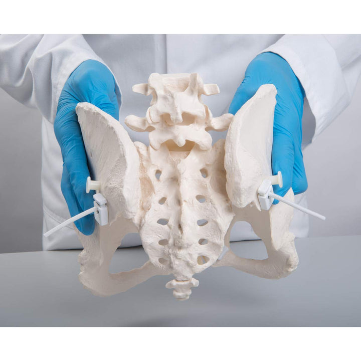 GmbH 1019864 Flexible Female Pelvis Model, Life Size, Bone