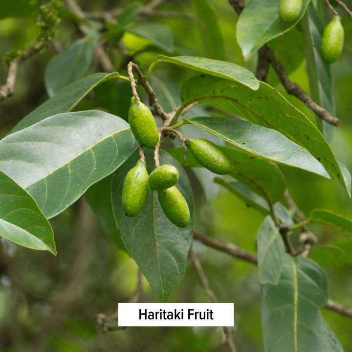 Haritaki Powder - Certified Organic, 1/2 Pound – Terminalia chebula – for Detoxification & Rejuvenation* – Organic, Vegan, Non-GMO, Gluten Free, Certified Fair for Life Fair Trade