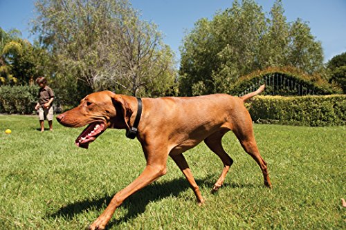 Stay+Play Wireless Receiver Collar Blk