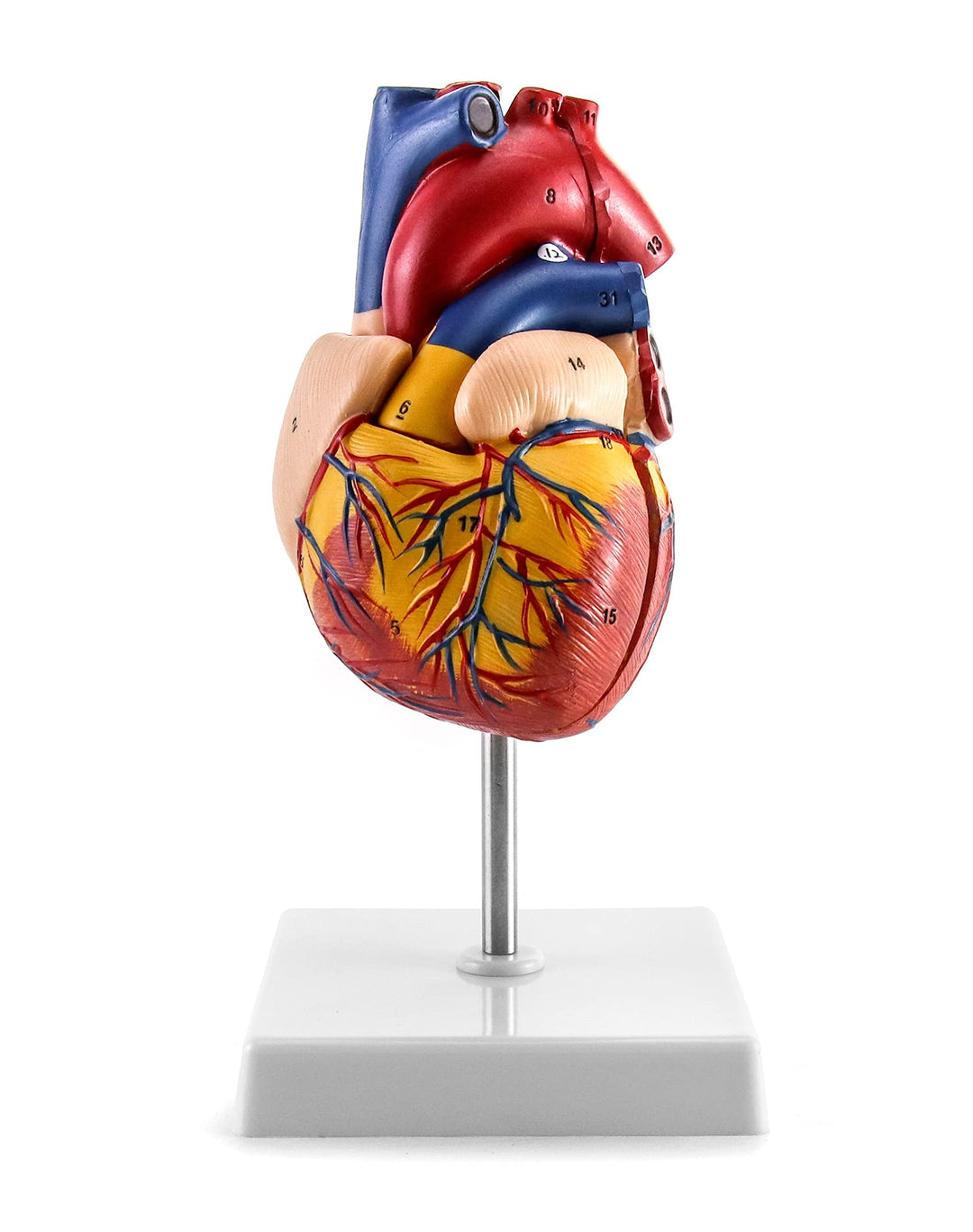 Human Heart Model, Anatomically Accurate Numbered 2-Part Life Size Heart Medical Model with 34 Anatomical Structures, Held Together with Magnets on Base