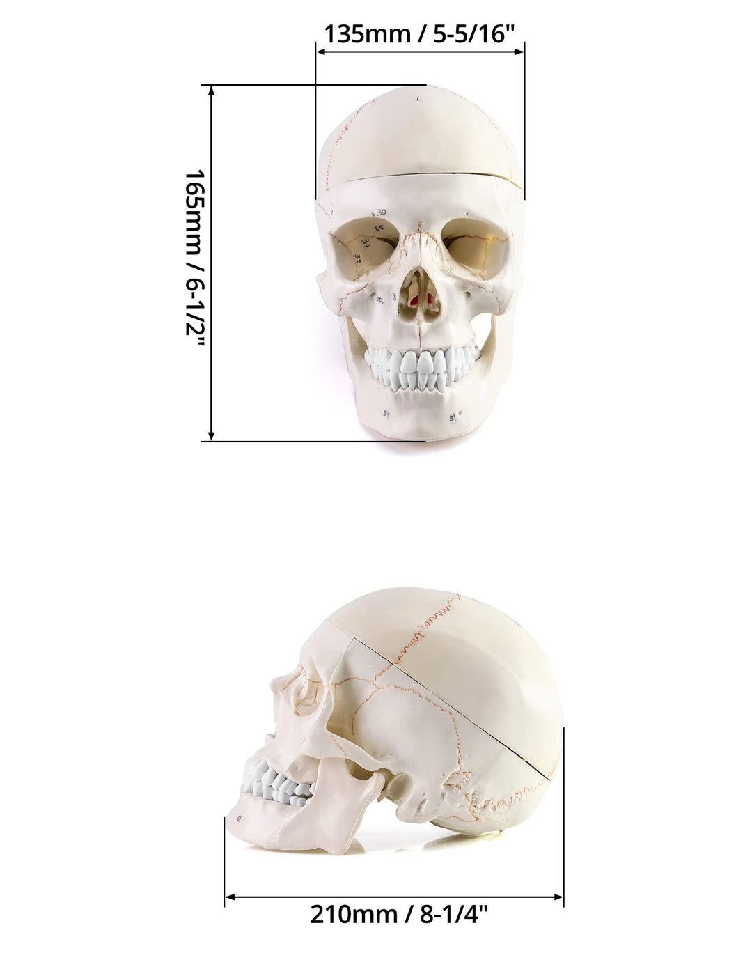 Human Skull and Brain Anatomy Model, 11 Parts, Life Size, Numbered, Anatomically Accurate, for Science Medical Teaching Learning