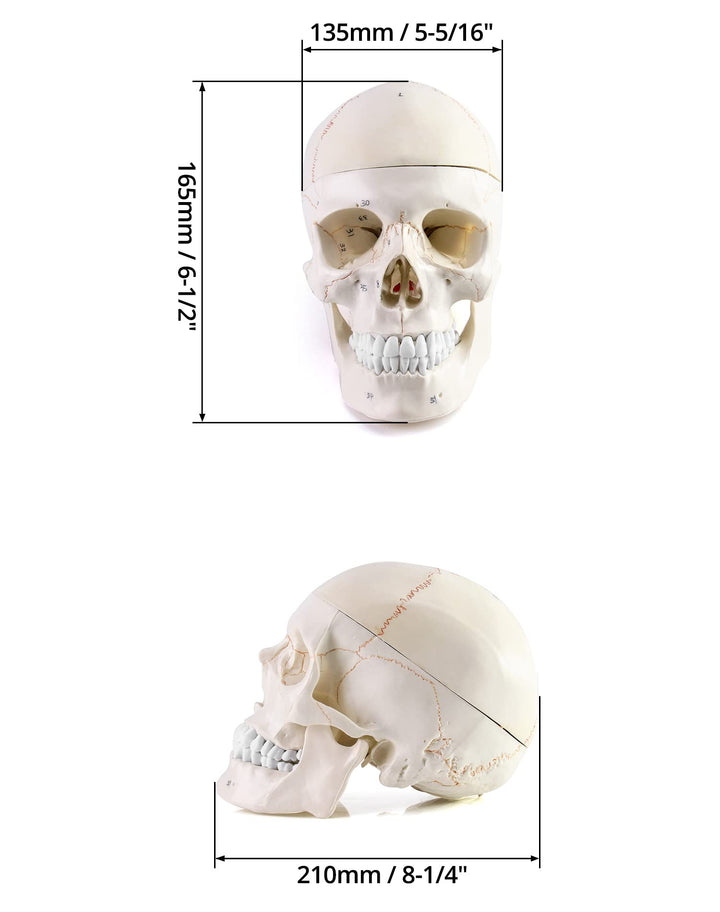 Human Skull and Brain Anatomy Model, 11 Parts, Life Size, Numbered, Anatomically Accurate, for Science Medical Teaching Learning