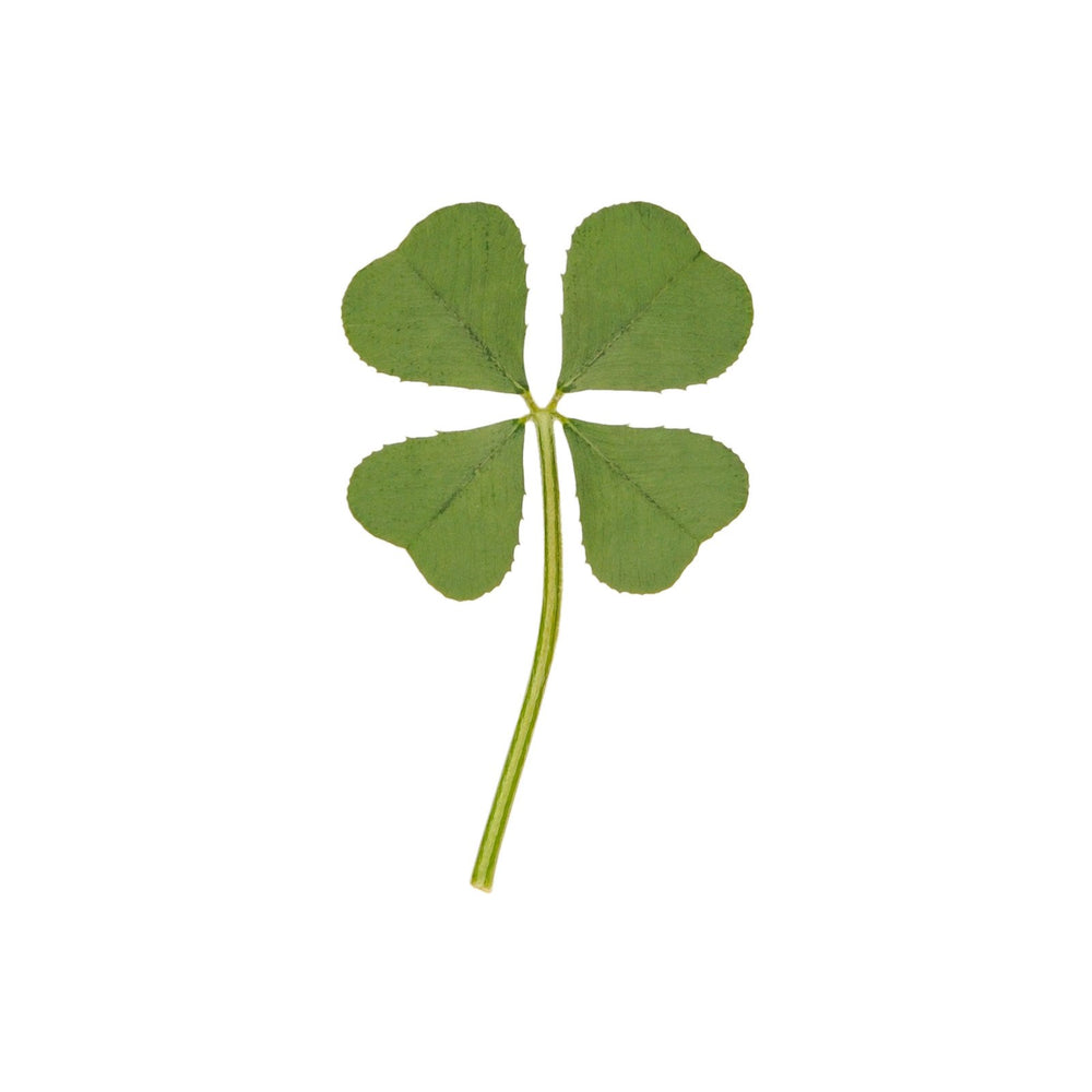 Genuine Real 4 Four-Leaf Clover Green Irish Shamrock St. Patric's Day Luucky Charm Pressed Flower Stuff for Favours Supplies DIY Crafts Handmade Art Materials Medium
