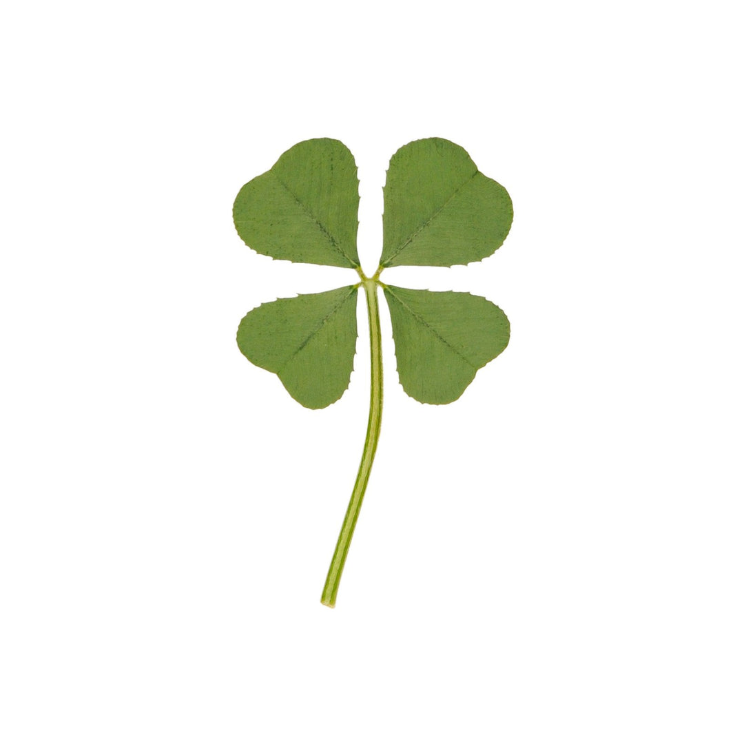 Genuine Real 4 Four-Leaf Clover Green Irish Shamrock St. Patric's Day Luucky Charm Pressed Flower Stuff for Favours Supplies DIY Crafts Handmade Art Materials Medium