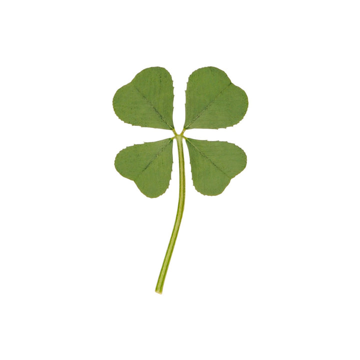 Genuine Real 4 Four-Leaf Clover Green Irish Shamrock St. Patric's Day Luucky Charm Pressed Flower Stuff for Favours Supplies DIY Crafts Handmade Art Materials Medium