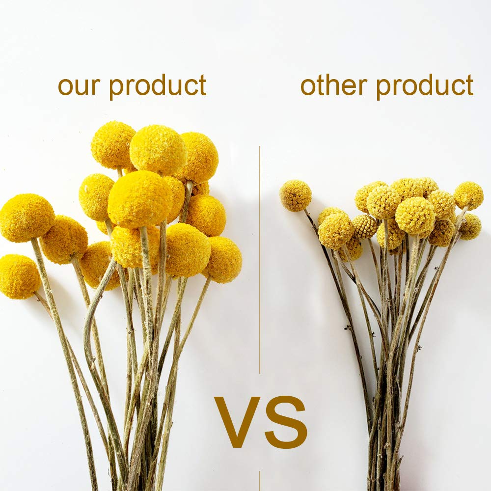Dried Craspedia Yellow Billy Balls 40 Stems, 1-1.5 inch in Diameter, Dried Flower Branch for DIY Flower Arrangements Home Decor