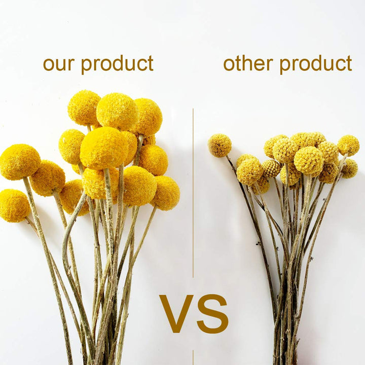 Dried Craspedia Yellow Billy Balls 40 Stems, 1-1.5 inch in Diameter, Dried Flower Branch for DIY Flower Arrangements Home Decor