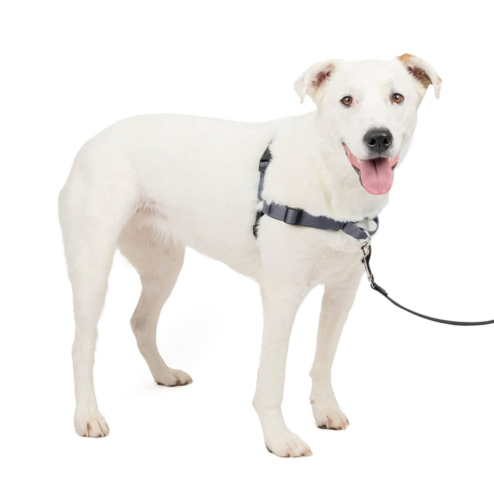Easy Walk Deluxe Dog Harness, No Pull Dog Harness – Perfect for Leash & Harness Training – Stops Pets from Pulling and Choking on Walks – Medium/Large, Steel