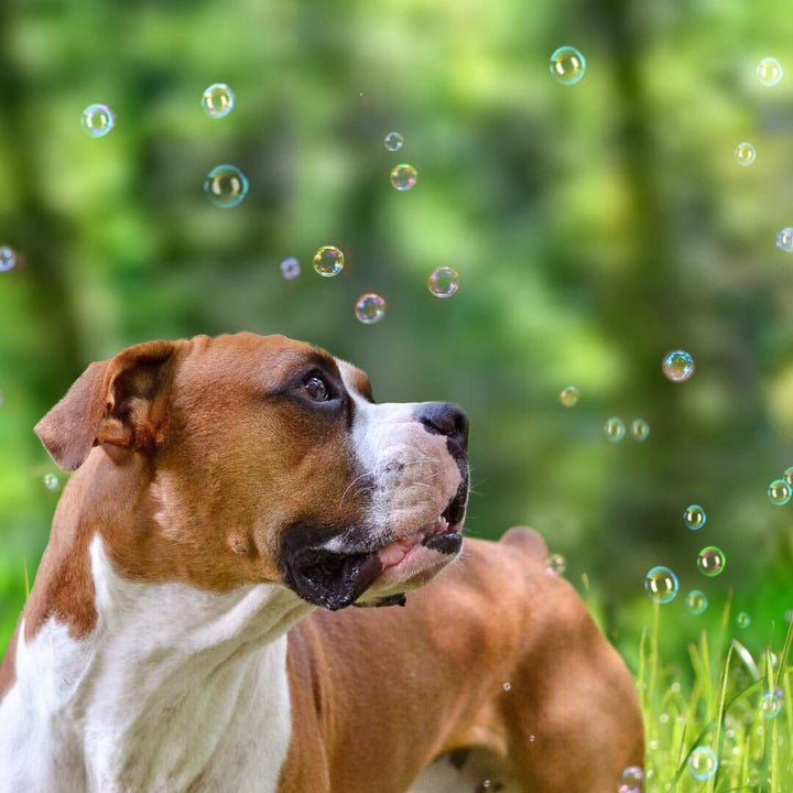 Incredibubbles Interactive Pet Toys - Long Lasting Edible Bubbles for Dogs & Cats - Peanut Butter Flavor - 38 ML, All Breed Sizes