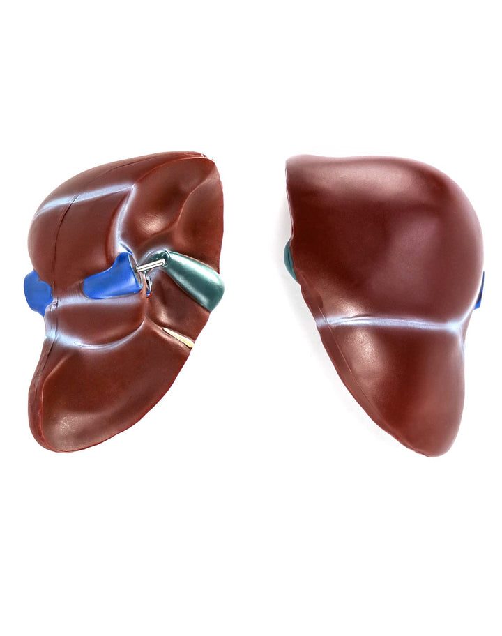 Human Liver Pancreas Duodenum Model, Life Size Pancreas and Liver Anatomical Anatomy Model Medical Anatomy Model