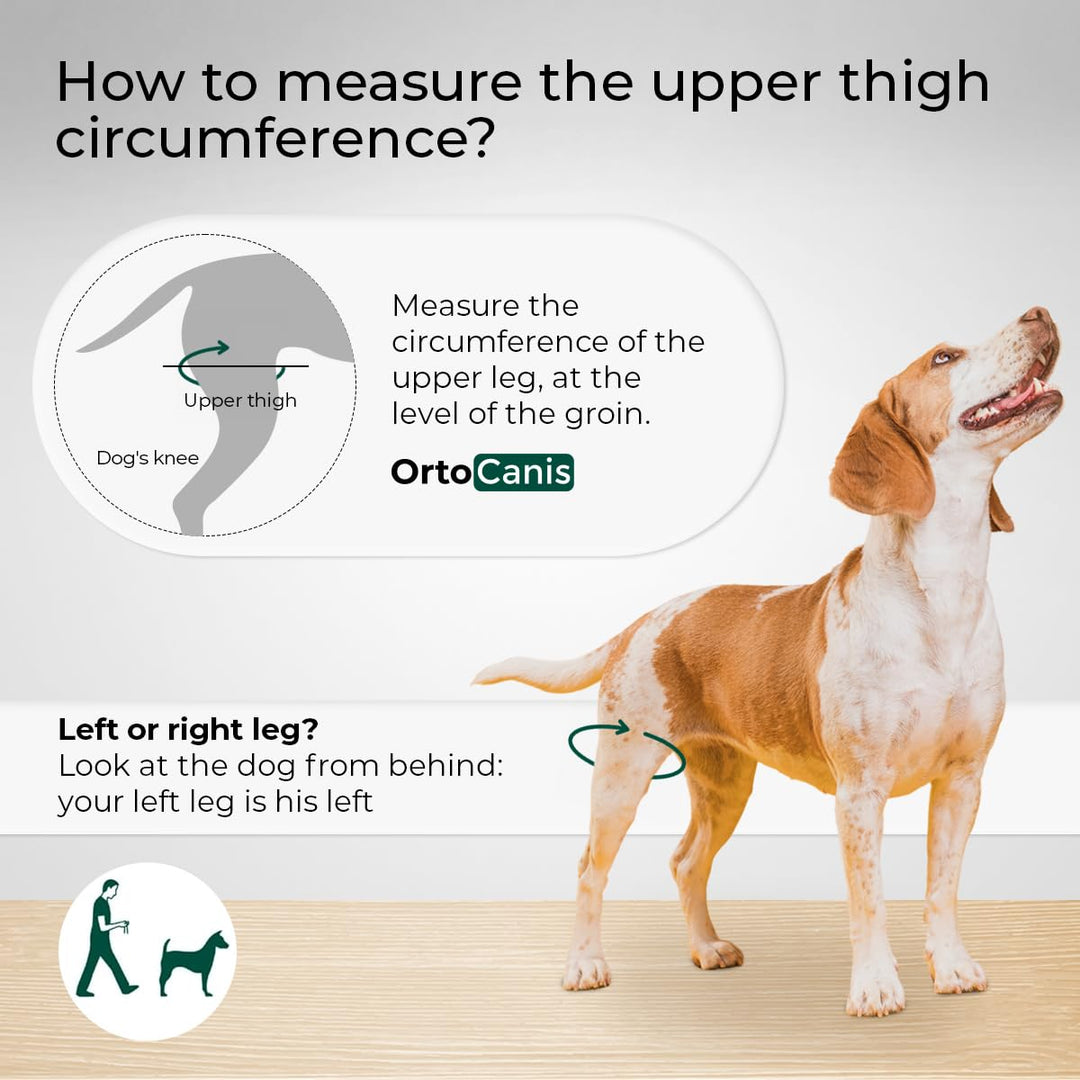 - Knee Brace for Dogs with Cruciate Ligament Injuries, Patella Dislocation or Osteoarthritis, L, Right Leg