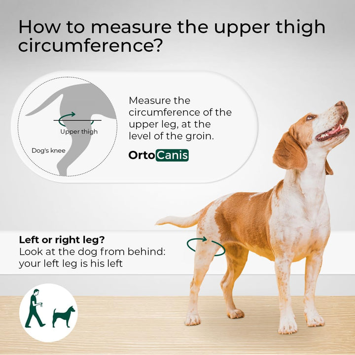- Knee Brace for Dogs with Cruciate Ligament Injuries, Patella Dislocation or Osteoarthritis, L, Right Leg