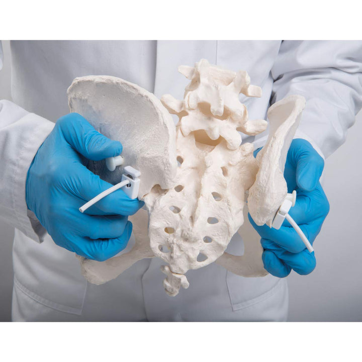 GmbH 1019864 Flexible Female Pelvis Model, Life Size, Bone
