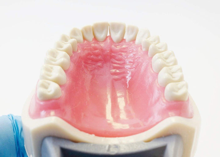Dental Typodont Teeth Model 200 Type Kilgore Nissin Removable Teeth Suitable for Dental Students Practice Operation and Teaching Demonstration