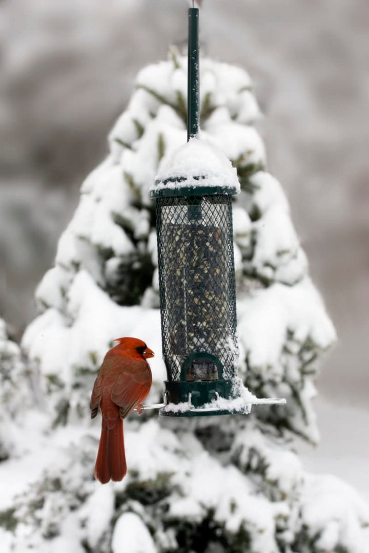 Mini Squirrel-proof Bird Feeder w/4 Metal Perches, 1.3lbs Seed Capacity, garden green