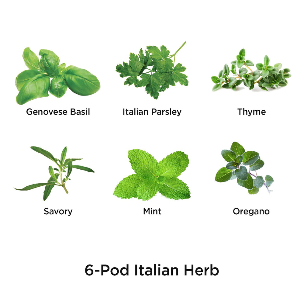 Assorted Italian Herb Seed pod Kit, 6-Pod