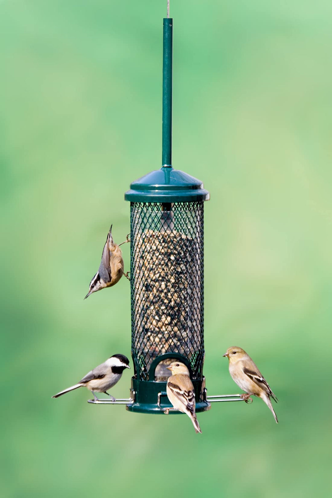 Mini Squirrel-proof Bird Feeder w/4 Metal Perches, 1.3lbs Seed Capacity, garden green