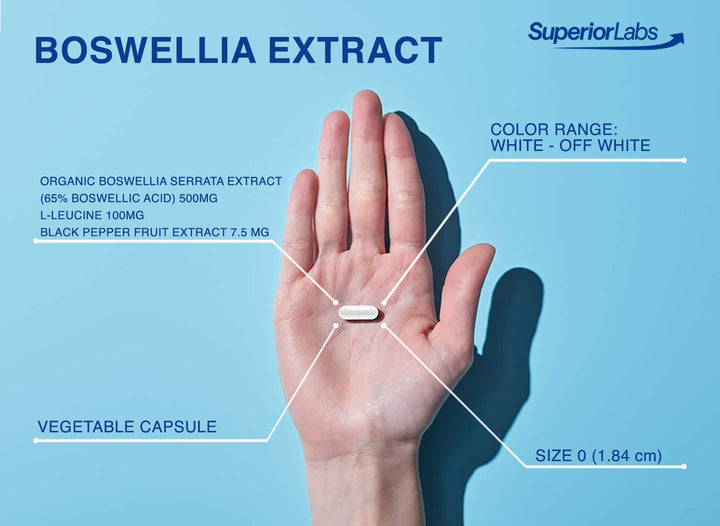 Boswellia Extract - Pure Non GMO Boswellic 65% Acids. Superior Absorption Zero Synthetic Additives - Powerful Formula Joint, Knees, HIPS, Immune, 500mg SVG, 240 Veg Capsules