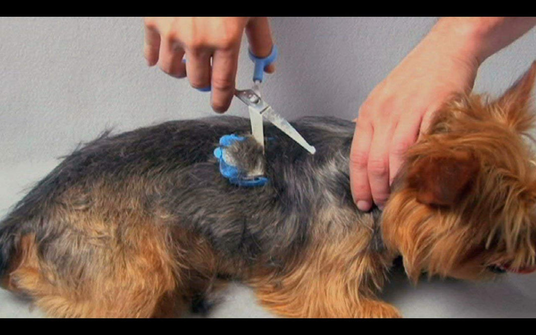 Silent Pet Grooming Kit for Dog, Cat and All Pet Grooming - A Quiet Alternative to Electric Clippers for Sensitive Pets (Left-Handed Pink)