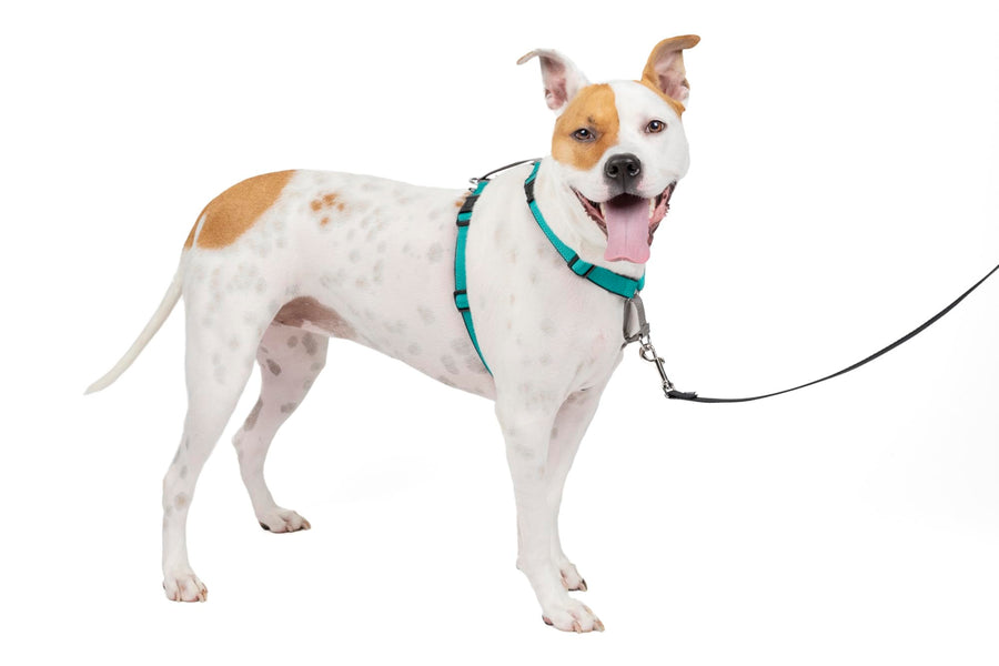 3 in 1 Dog Harness - No Pull Solution for Dogs - Reflective Dog Harness - Front D-Ring Clip Helps Stop Pulling - Comfortable Padded Straps - Top Handle Enhances Control - Teal - Medium