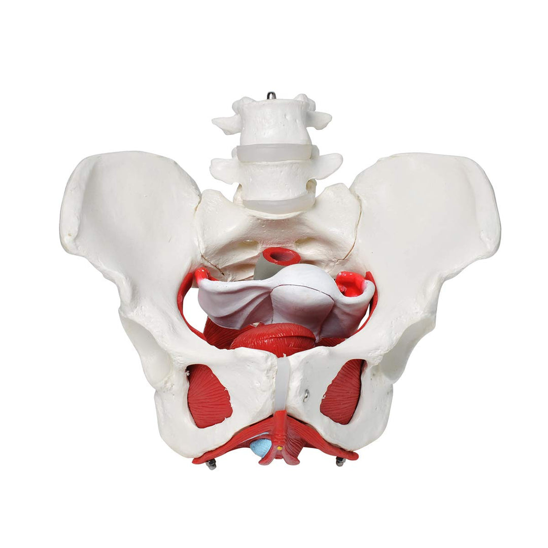 Pelvic Floor Model, Female Pelvis Model, Pelvic Floor Muscle Anatomical Model with Removable Organs for Medical Teaching Students Study Science Education