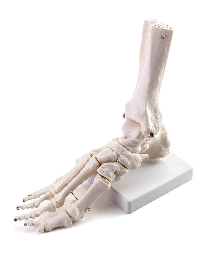 Human Foot Skeleton Model, Life Size Medical Anatomy Foot and Ankle Model, Right, Fully Articulated, for Medical Study & Science Classroom