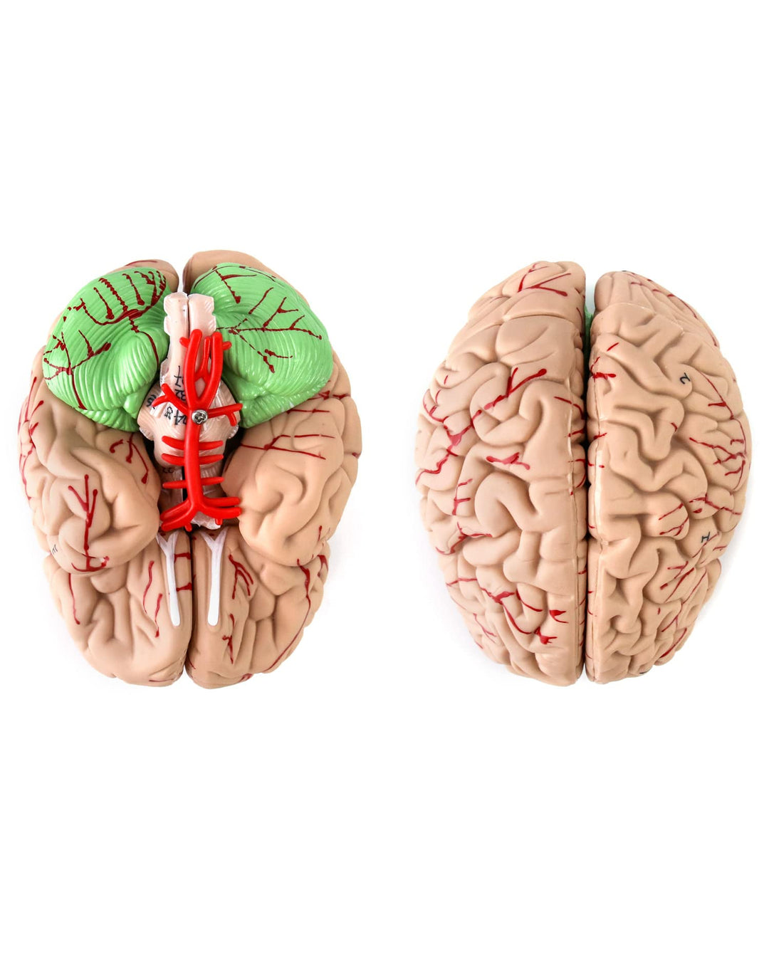 Human Skull and Brain Anatomy Model, 11 Parts, Life Size, Numbered, Anatomically Accurate, for Science Medical Teaching Learning